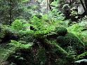 2010-06-12, Uttewalder Grund (16)